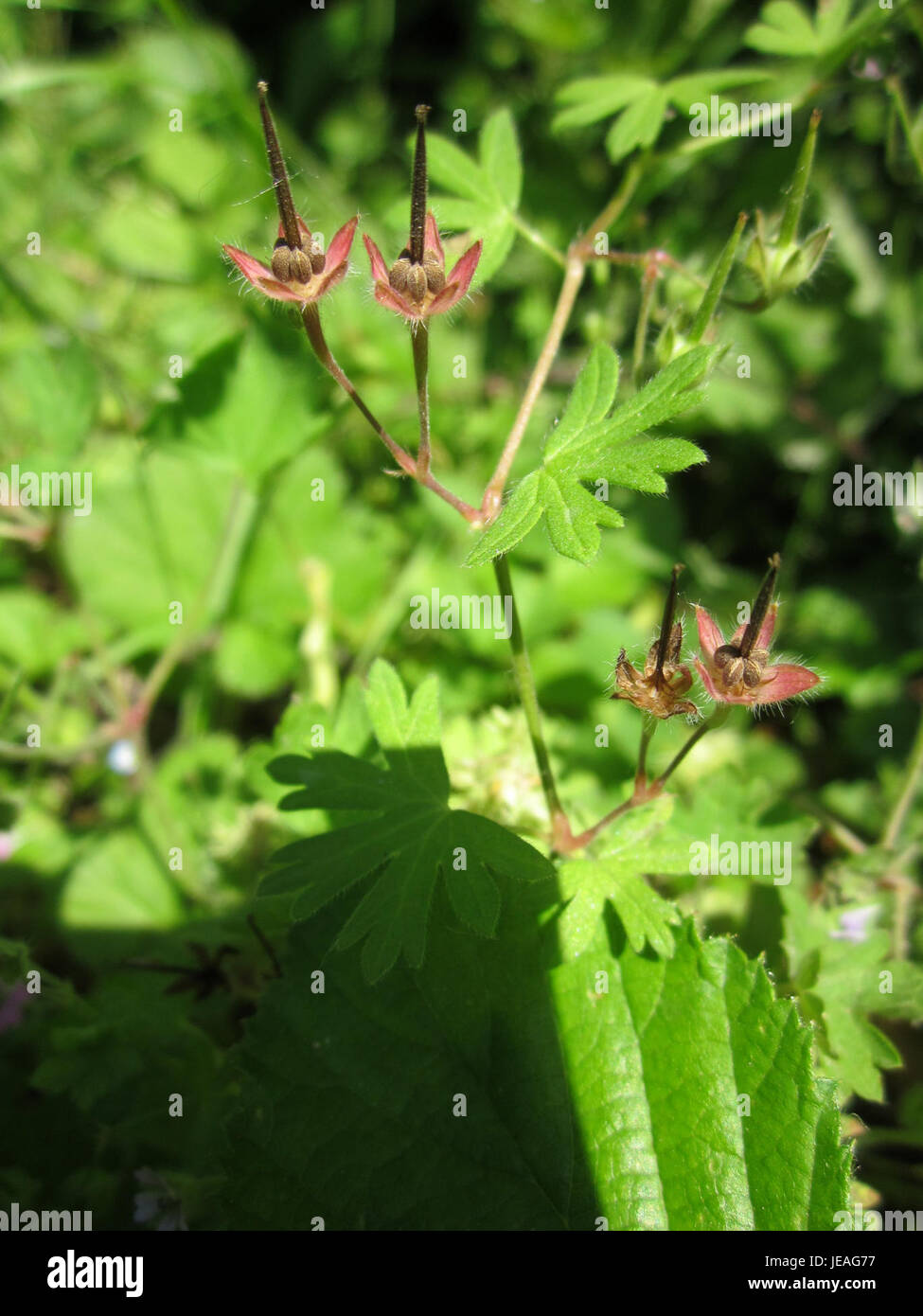 Storchschnabel, ou bec de grue, est un genre de plantes trouvé à Schwetzinger Hardt, en Allemagne. Connue pour ses fleurs aux formes distinctives et sa nature robuste, cette plante prospère dans les prairies et les prairies. Ses couleurs vives attirent les pollinisateurs, contribuant ainsi à la biodiversité locale. Banque D'Images