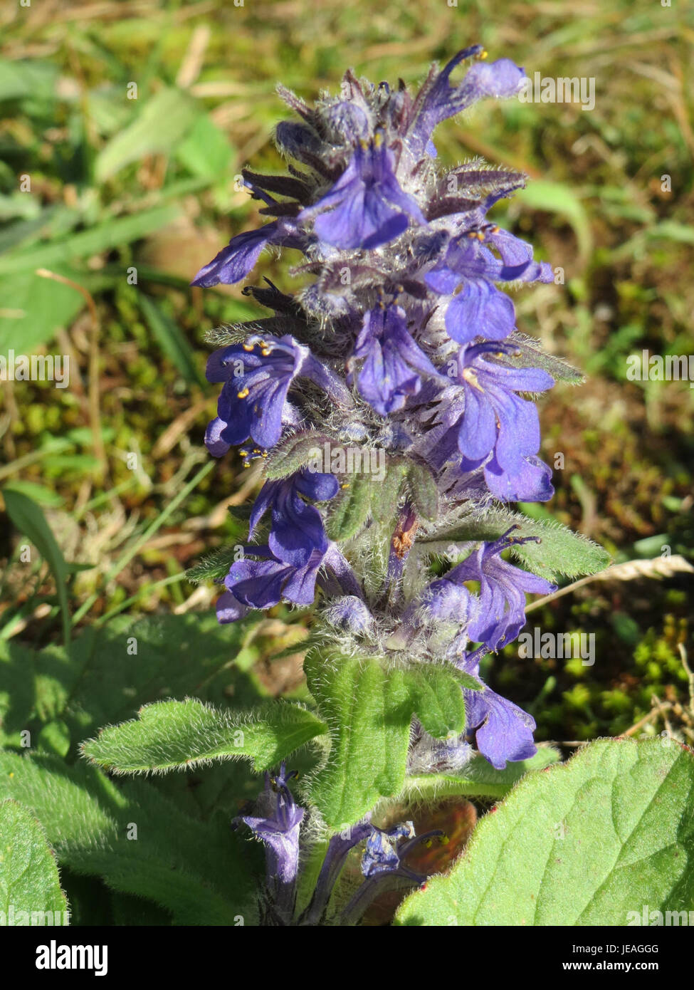 L'Ajuga reptans, communément appelé bugleweed, est une plante vivace de la famille de la menthe. Originaire d'Europe, il présente des feuilles vert foncé et des fleurs bleu-violet, prospérant dans les zones humides et ombragées. Banque D'Images