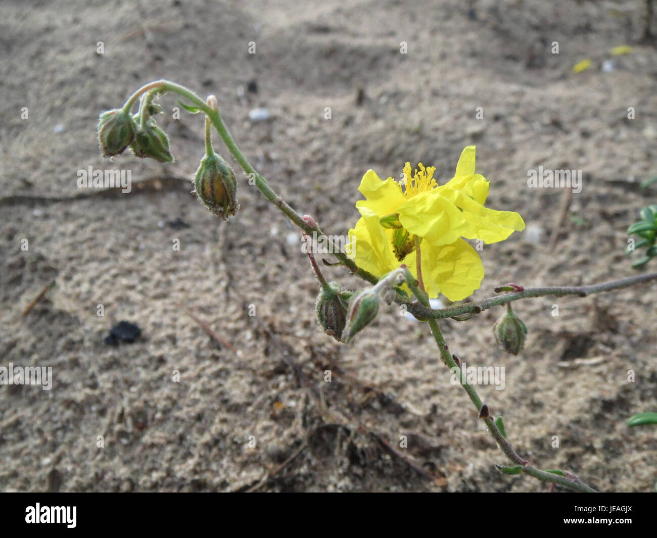Cette image présente *Helianthemum nummularium*, communément appelé rosier, une plante à fleurs originaire d'Europe. L'espèce est connue pour ses fleurs jaunes vives et sa capacité à prospérer dans des environnements rocheux. Banque D'Images