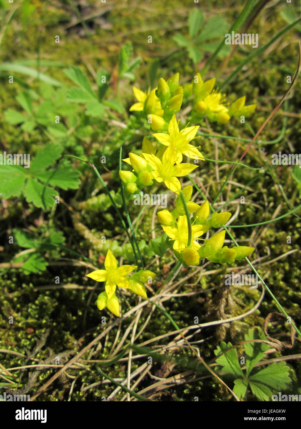 Mauerpfeffer, ou poivron mural, est une plante vivace robuste trouvée dans la région de Schwetzinger Hardt en Allemagne. Il est connu pour ses feuilles succulentes et sa capacité à prospérer dans les sols rocheux et secs. Banque D'Images