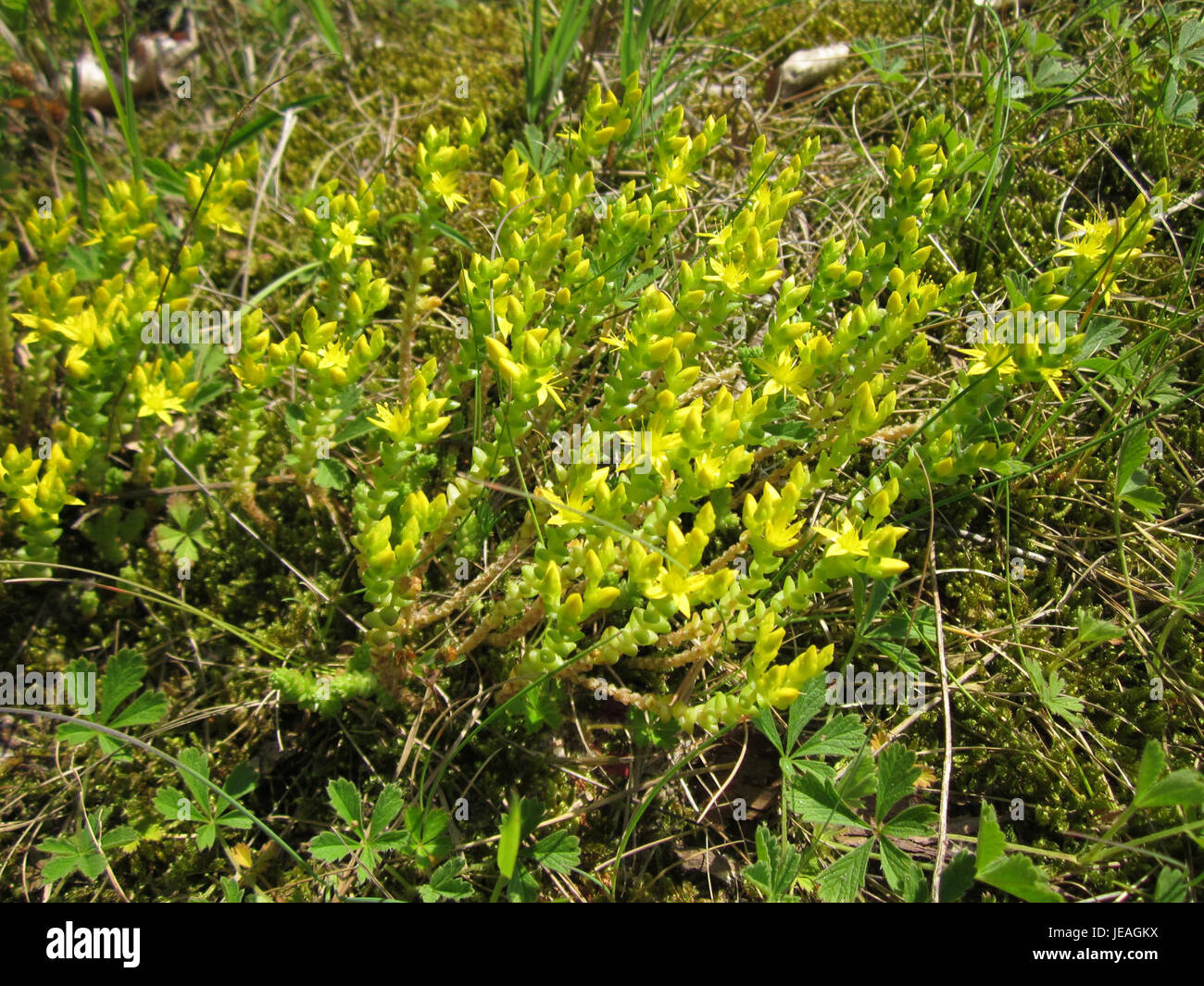 L'image '20130619 Mauerpfeffer Schwetzinger Hardt 1' représente une espèce végétale connue sous le nom de 'Mauerpfeffer' (Sedum), que l'on trouve couramment dans la région de Schwetzinger Hardt. Cette plante robuste est généralement utilisée dans les jardins et est connue pour ses feuilles succulentes et charnues et sa capacité à prospérer dans les sols secs et rocheux. Banque D'Images