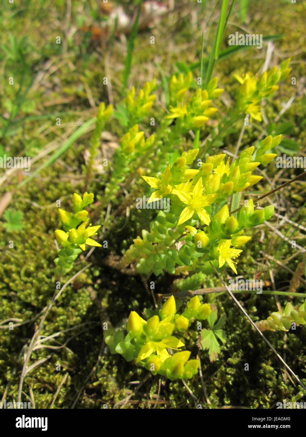 Mauerpfeffer, ou Orache, est une plante robuste trouvée dans la région de Schwetzinger Hardt. Connu pour ses feuilles succulentes et sa nature tolérante au sel, il pousse dans les zones sèches et rocheuses et les environnements côtiers, souvent utilisés en phytothérapie. Banque D'Images
