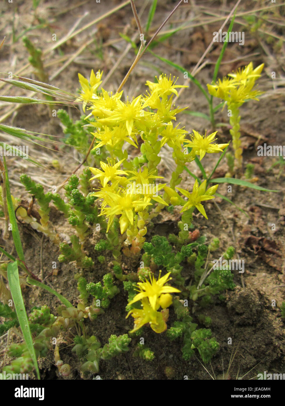 Mauerpfeffer, communément appelé poivron mural, est une espèce végétale robuste qui pousse souvent dans des zones rocheuses ou perturbées. Cette plante, originaire d'Europe, se caractérise par ses feuilles succulentes et ses petites fleurs verdâtres. Il prospère dans les sols secs et bien drainés et est souvent utilisé en phytothérapie traditionnelle. Banque D'Images