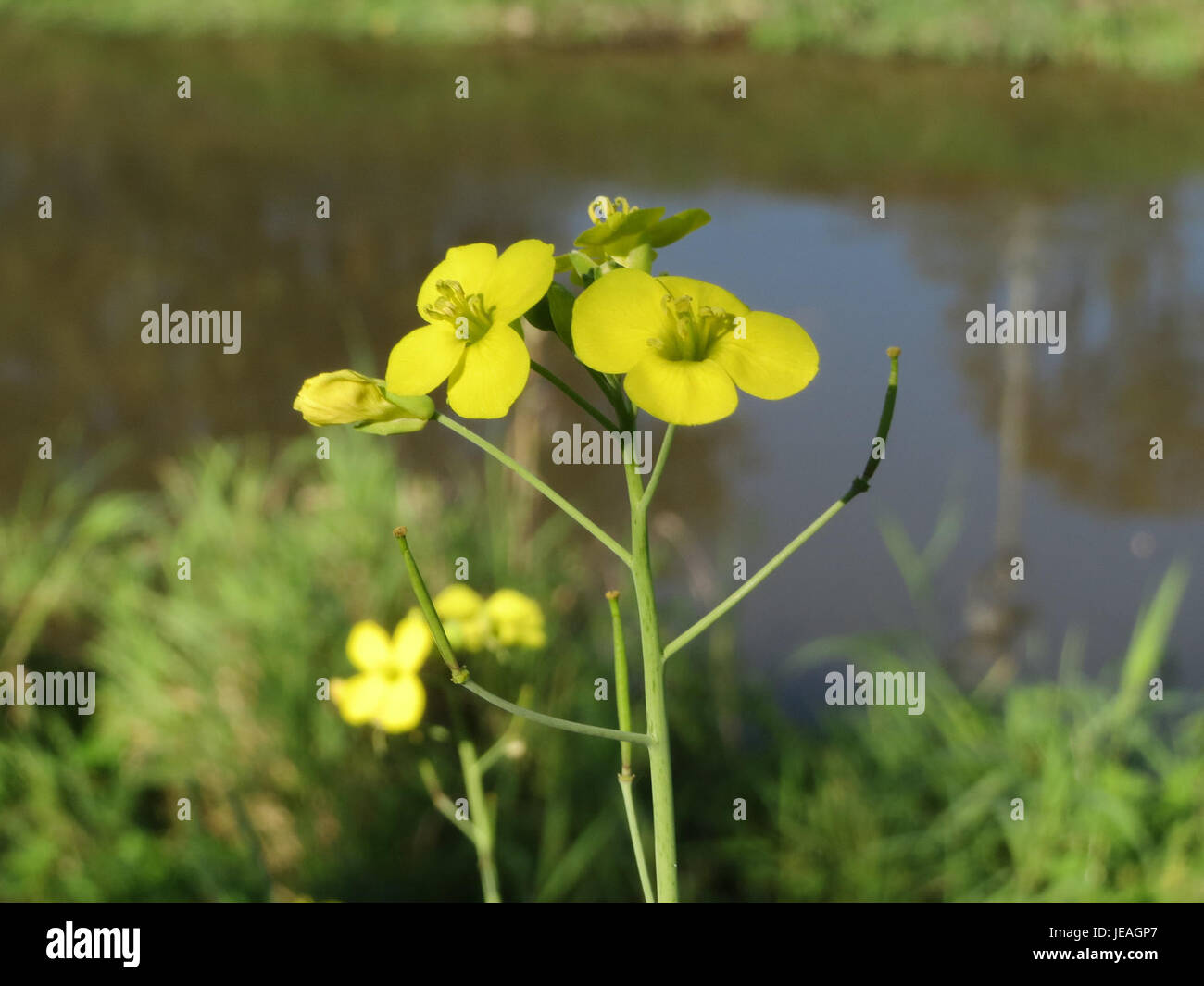 Une photographie botanique de Diplotaxis tenuifolia, également connu sous le nom de cresson d'hiver, une plante robuste et tolérante au froid connue pour ses feuilles comestibles souvent utilisées dans les salades. Banque D'Images