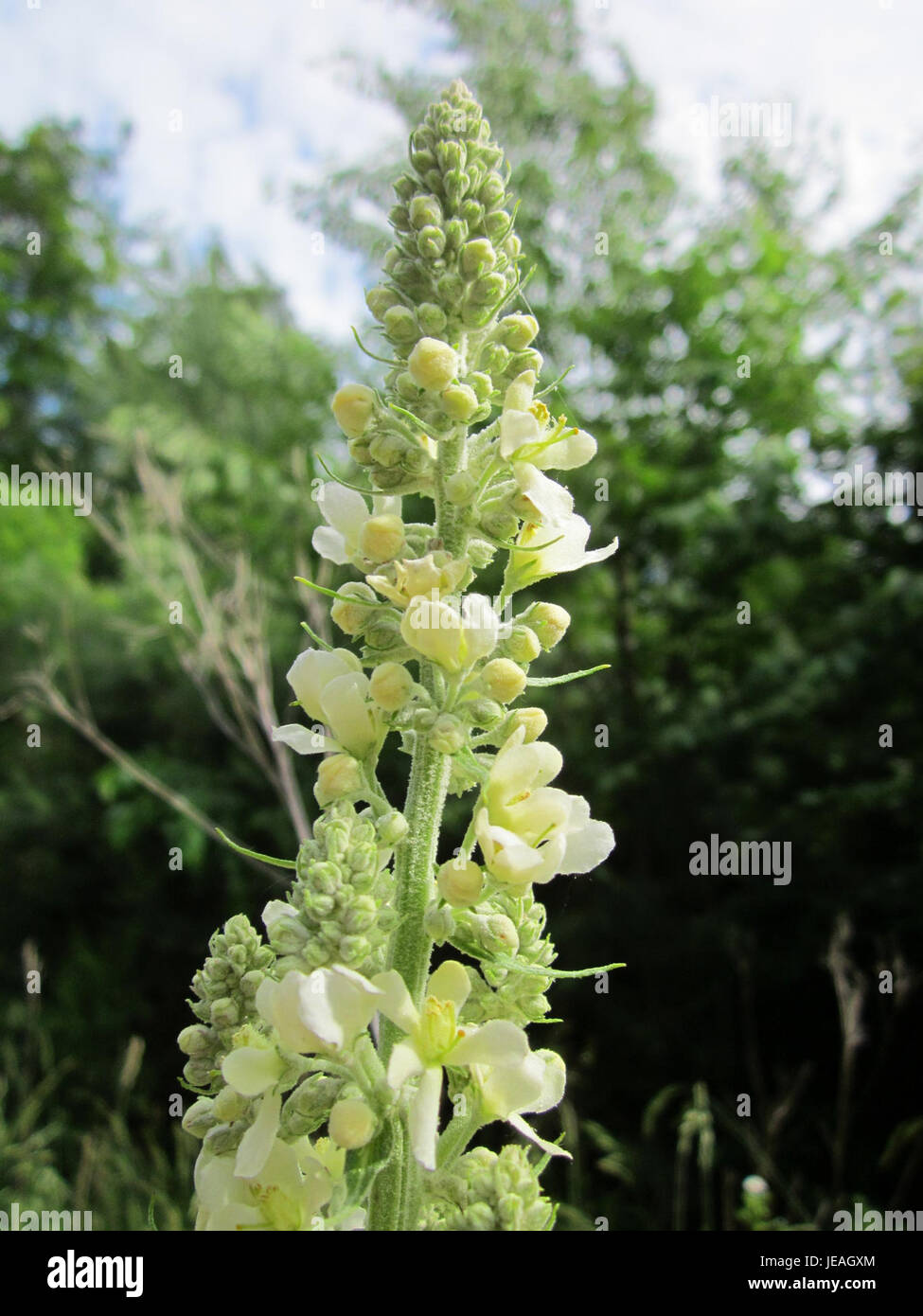 Koenigskerze, ou Verbascum, est un genre de plantes à fleurs communément trouvé dans la région de Schwetzinger Hardt en Allemagne. L'espèce est connue pour ses grandes pointes de fleurs jaunes et est utilisée dans la médecine traditionnelle à base de plantes pour la santé respiratoire. Banque D'Images
