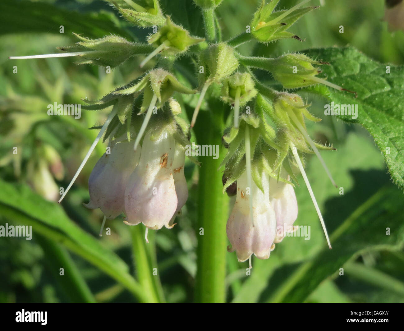 Une photographie du Symphytum officinale, communément appelé consoude, une plante médicinale connue pour ses propriétés curatives, photographiée le 18 octobre 2014. Banque D'Images