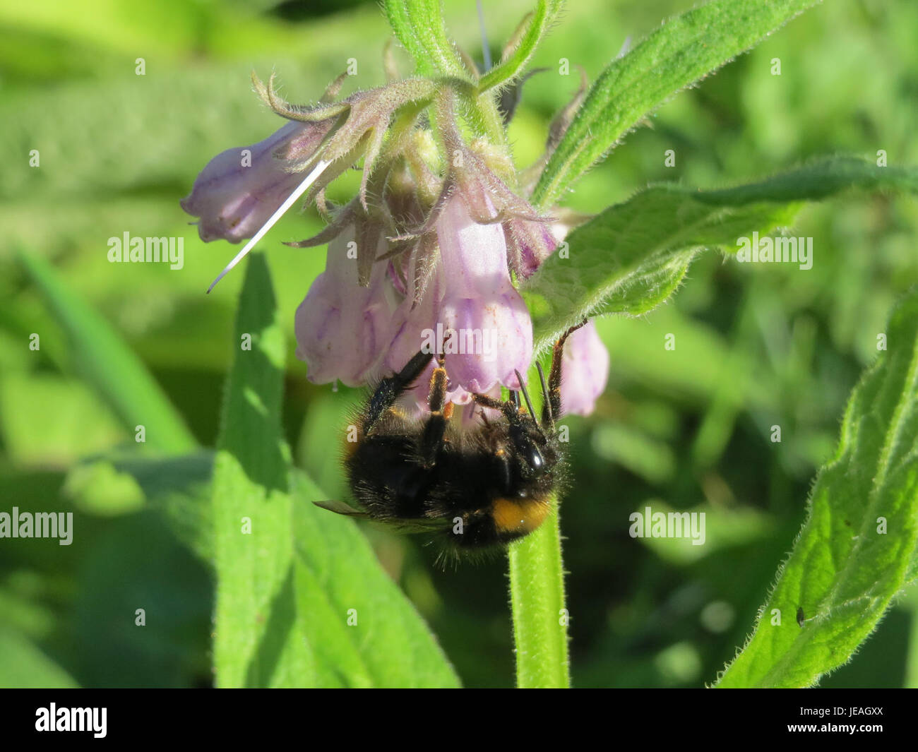 Symphytum officinale, communément connu sous le nom de consoude, a été documenté le 18 octobre 2014, mettant en valeur ses fleurs violettes et ses utilisations médicinales. Banque D'Images