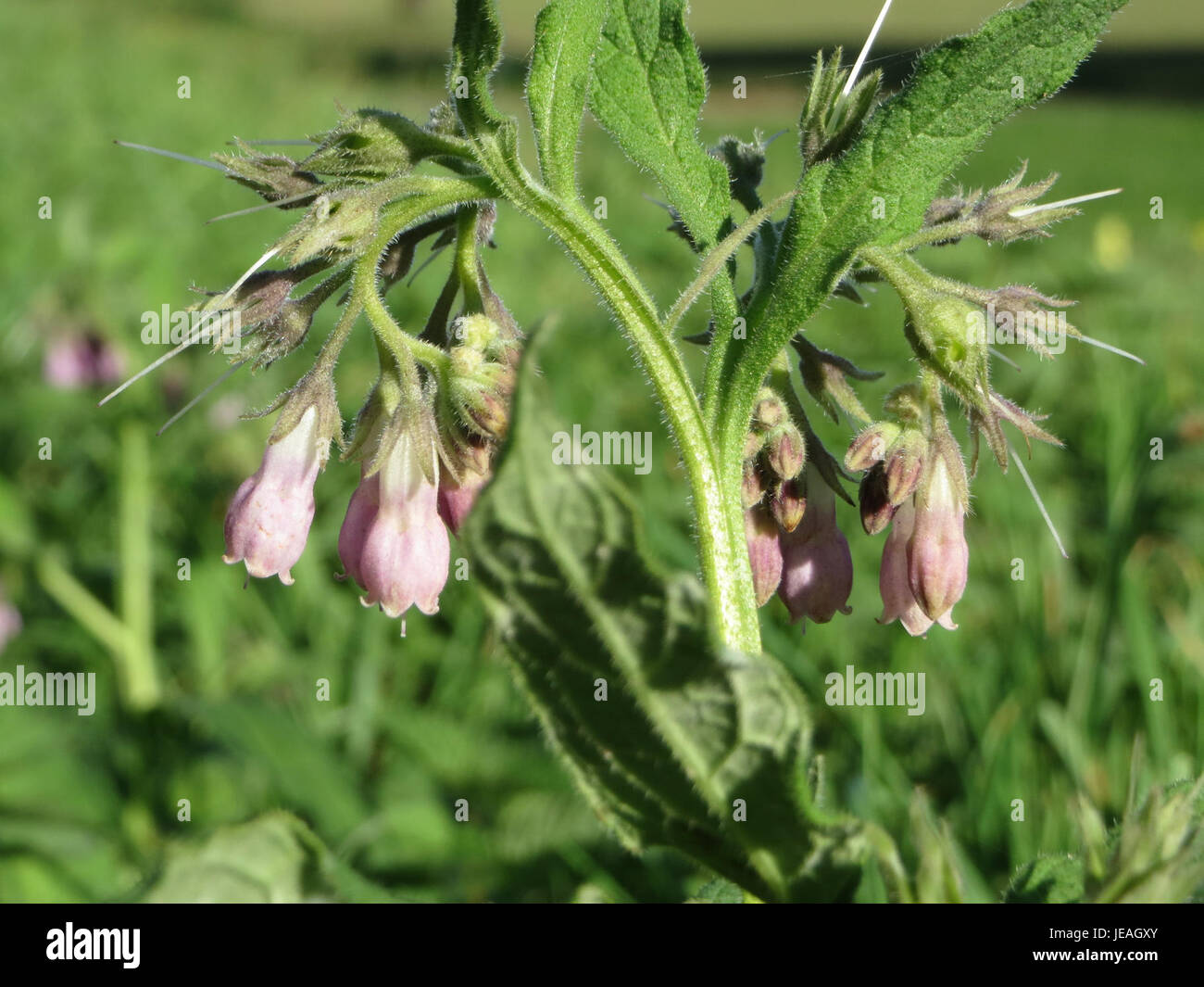 Un gros plan de Symphytum officinale, communément appelé consoude, photographié le 18 octobre 2014, montrant ses grandes feuilles caractéristiques et ses fleurs violettes. Banque D'Images