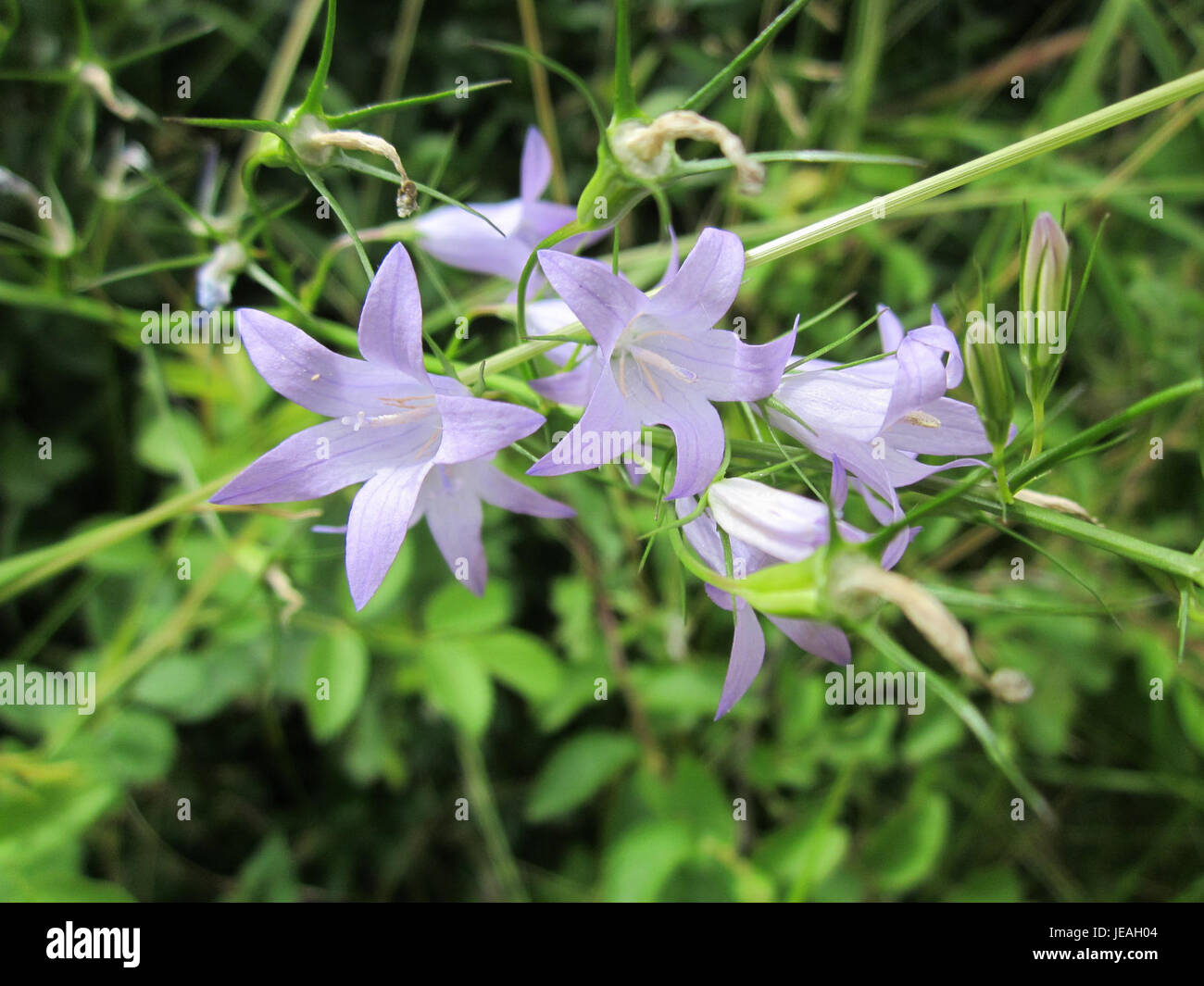 Une photographie d'un chellflower (Glockenblume) prise le 23 juin 2013 à Hockenheim, mettant en valeur la structure délicate et la beauté naturelle de la fleur. Banque D'Images