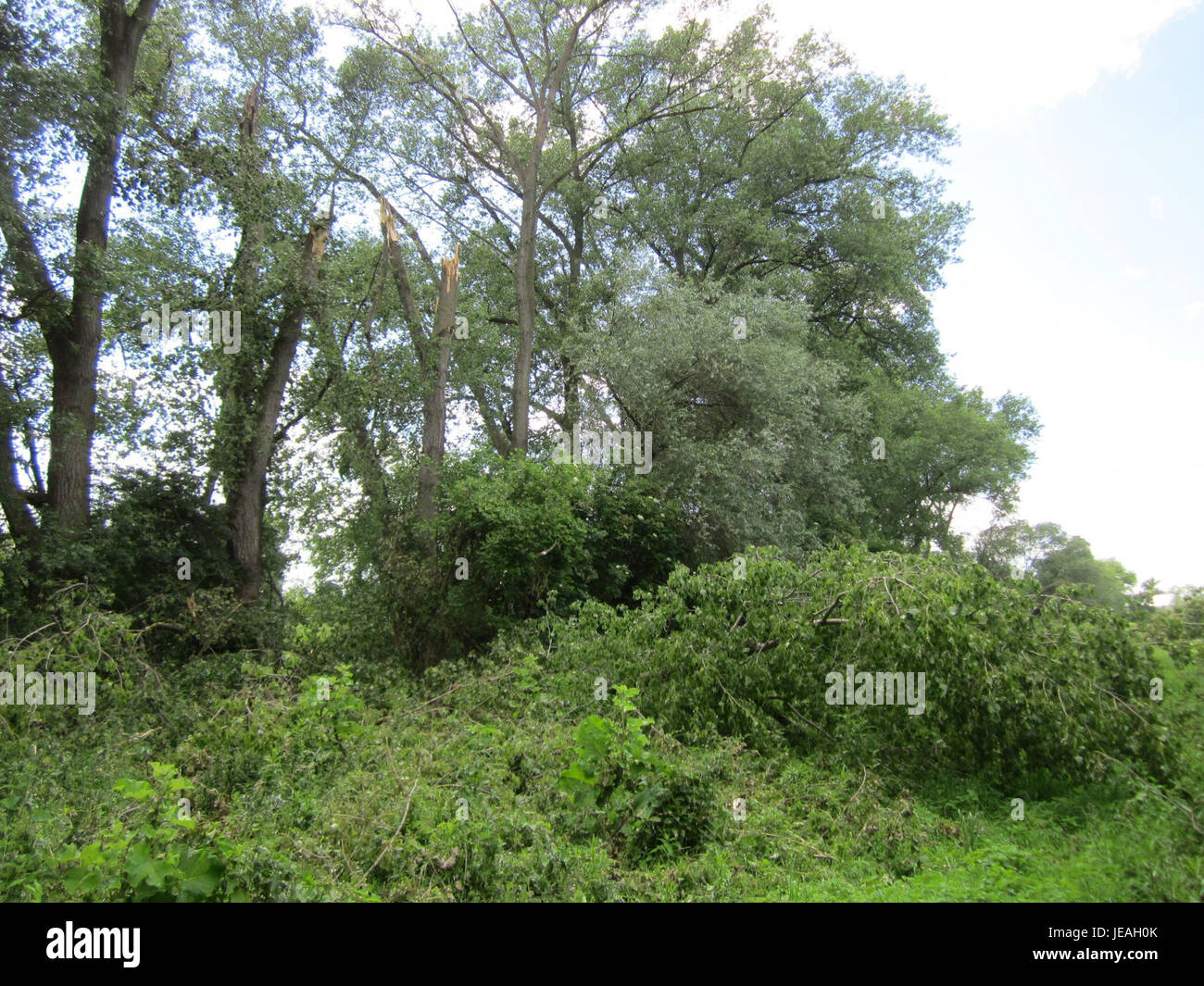Cette image, prise le 23 juin 2013, montre des peupliers (Pappeln) à Wagbach, une région connue pour ses paysages pittoresques et sa beauté naturelle. Banque D'Images