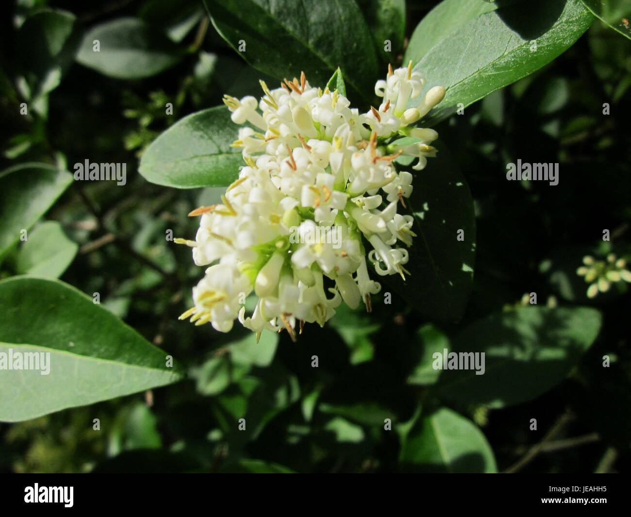La plante Liguster (Privet) à Saarbrücken, en Allemagne, est connue pour sa croissance dense et ses qualités ornementales. Il est couramment utilisé dans les haies et l'aménagement paysager en raison de sa solidité et de son attrait esthétique. Banque D'Images