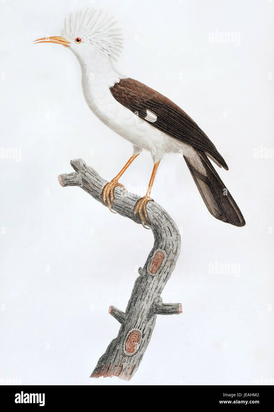 Barraband Fregilupus est une illustration détaillée de l'espèce d'oiseau Fregilupus, connue pour ses plumes vibrantes et ses caractéristiques anatomiques détaillées. Il fait partie d'une série du naturaliste français Jean-Baptiste Barraband. Banque D'Images
