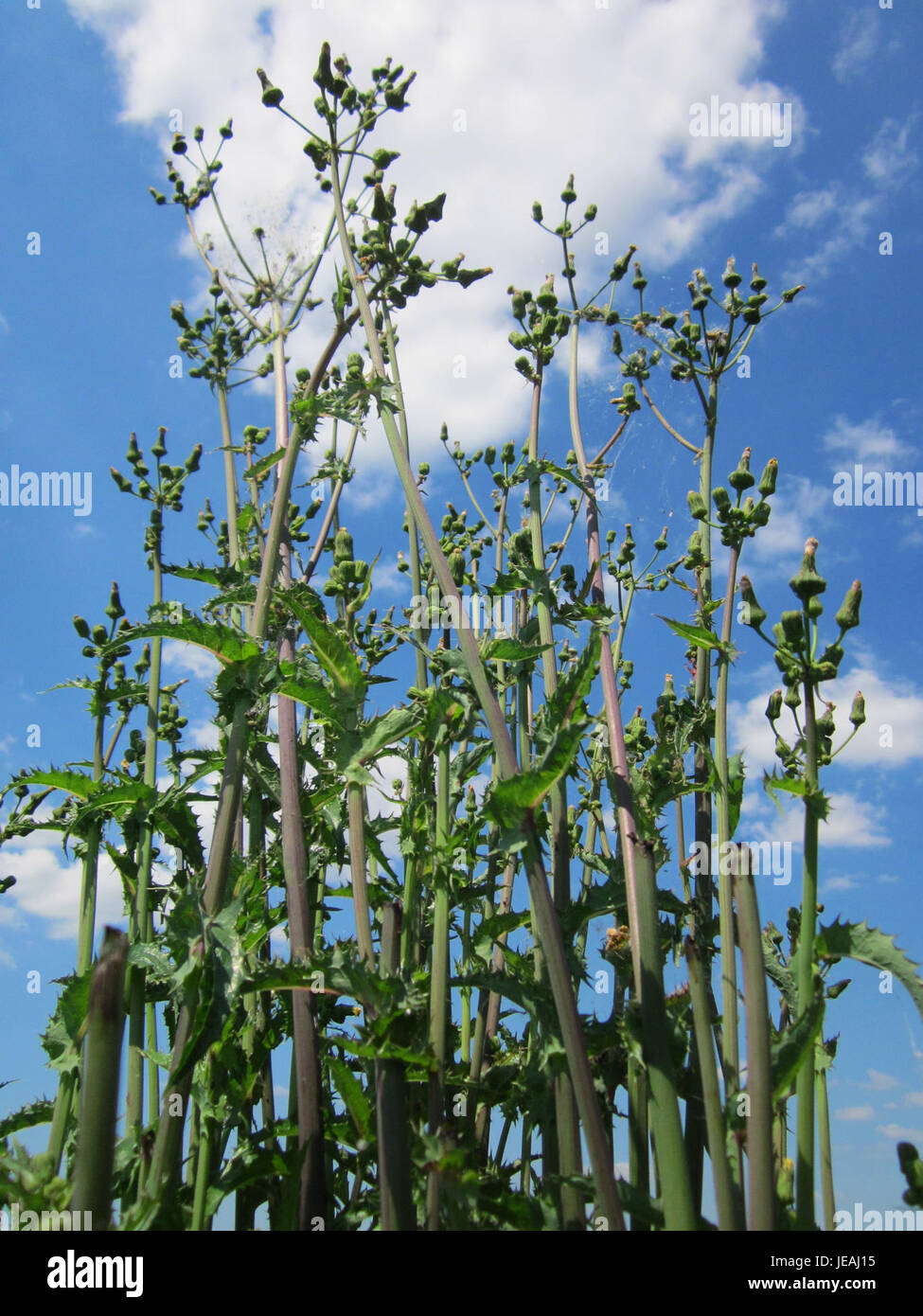 'Gaensedistel' de Horststuecker est une représentation complexe d'une plante de chardon, capturant sa forme naturelle et la complexité de sa structure botanique. Le travail met l'accent sur le détail et la précision de l'illustration botanique. Banque D'Images