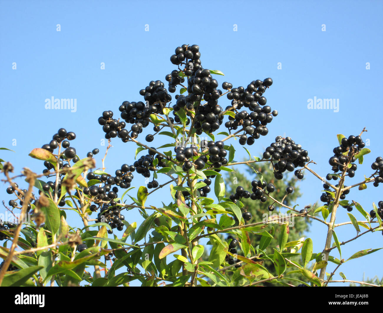 Ligustrum vulgare, communément connu sous le nom de privet commun, est un arbuste à feuilles caduques originaire d'Europe et de certaines parties de l'Asie. Il est souvent utilisé dans la haie en raison de sa croissance dense et de sa tolérance à la taille, ce qui en fait un choix populaire pour l'aménagement paysager ornemental. Banque D'Images