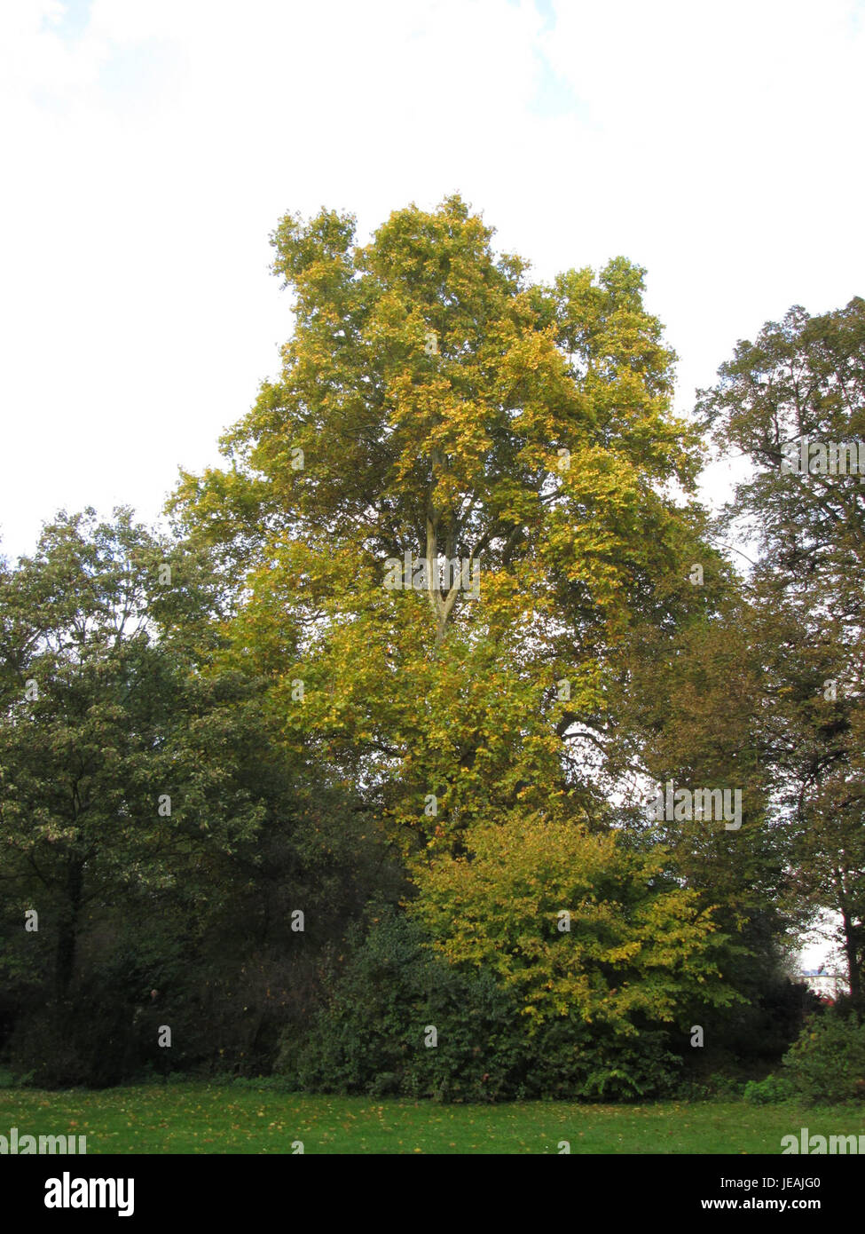Platanus x hispanica, communément connu sous le nom de platane londonien, est une espèce d'arbre hybride largement utilisée dans l'aménagement paysager urbain pour sa résistance à la pollution et sa croissance rapide. Banque D'Images