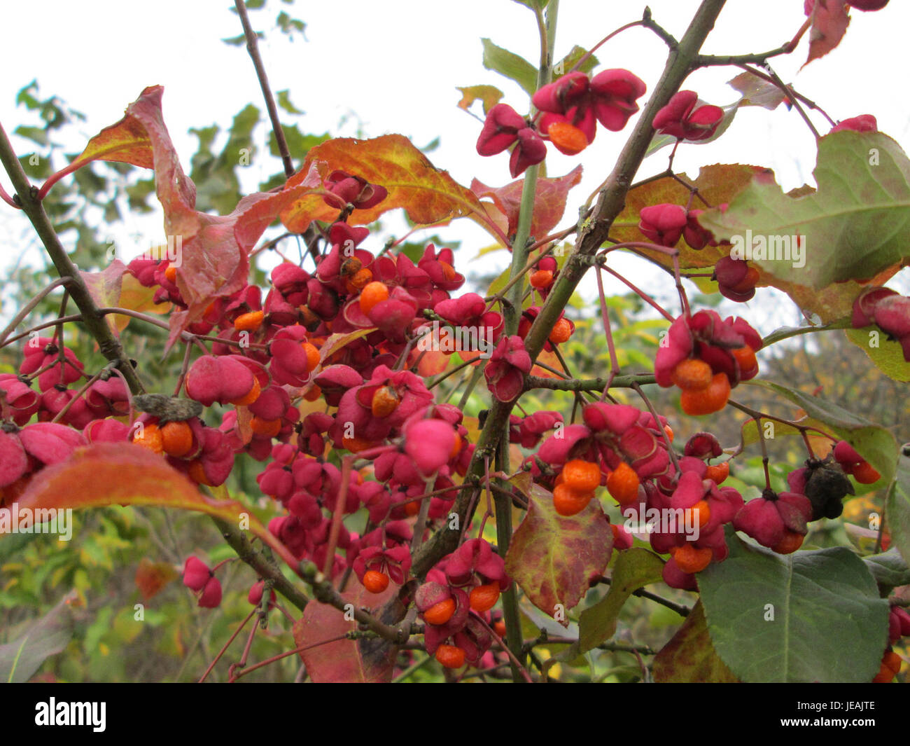 Le 9 novembre 2014, Euonymus europaeus, également connu sous le nom d'arbre de fuseau européen, a été identifié. Cette espèce est reconnue pour ses fruits roses éclatants et son utilisation ornementale dans l'aménagement paysager et les jardins. Banque D'Images