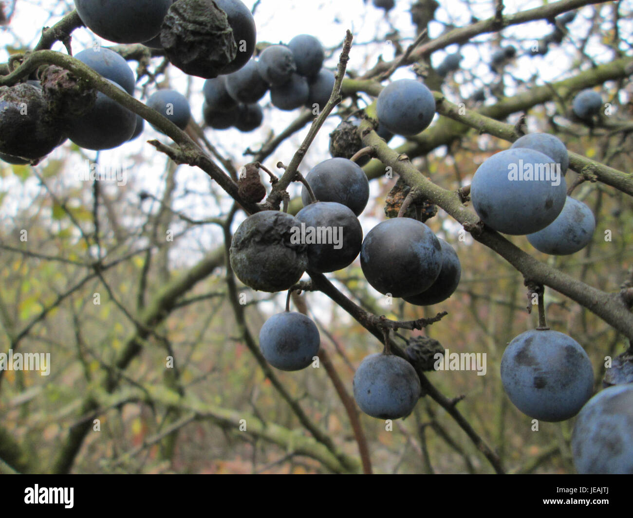 Cette image montre Prunus spinosa, communément appelé blackthorn, photographié le 9 novembre 2014. La plante est connue pour ses branches épineuses et ses fleurs blanches, souvent trouvées dans les haies et les paysages naturels. Banque D'Images