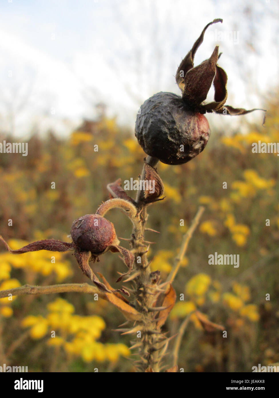 Rosa rugosa, communément appelé rose rugosa, est un arbuste robuste largement cultivé pour ses fleurs parfumées et ses branches épineuses. Cette espèce végétale est souvent utilisée dans l'aménagement paysager et comme source pour les hanches des roses. Banque D'Images