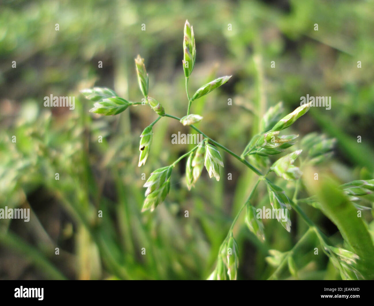Cette image représente *Poa annua*, communément appelé bluegrass annuel. C'est une espèce d'herbe de saison fraîche trouvée dans le monde entier, connue pour sa croissance rapide et sa tendance à envahir les pelouses et les zones de gazon. Banque D'Images