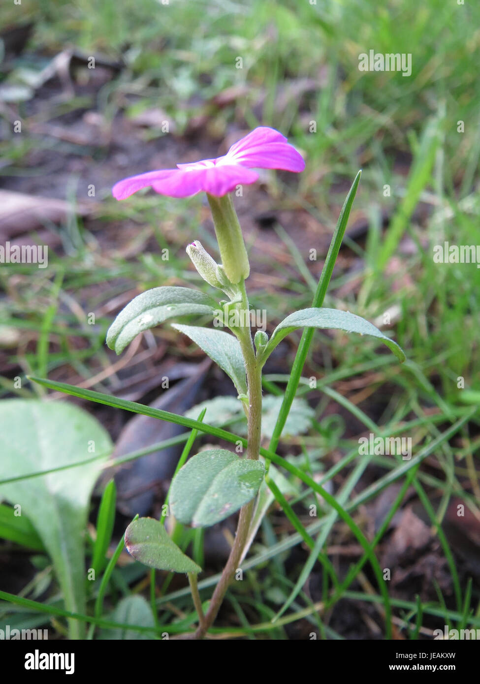 Erysimum cheiri, communément appelé fleur de mur, est une espèce de plante à fleurs originaire d'Europe. Connue pour ses fleurs jaunes, oranges et rouges vibrantes, elle se trouve souvent dans des environnements rocheux ou perturbés. Banque D'Images