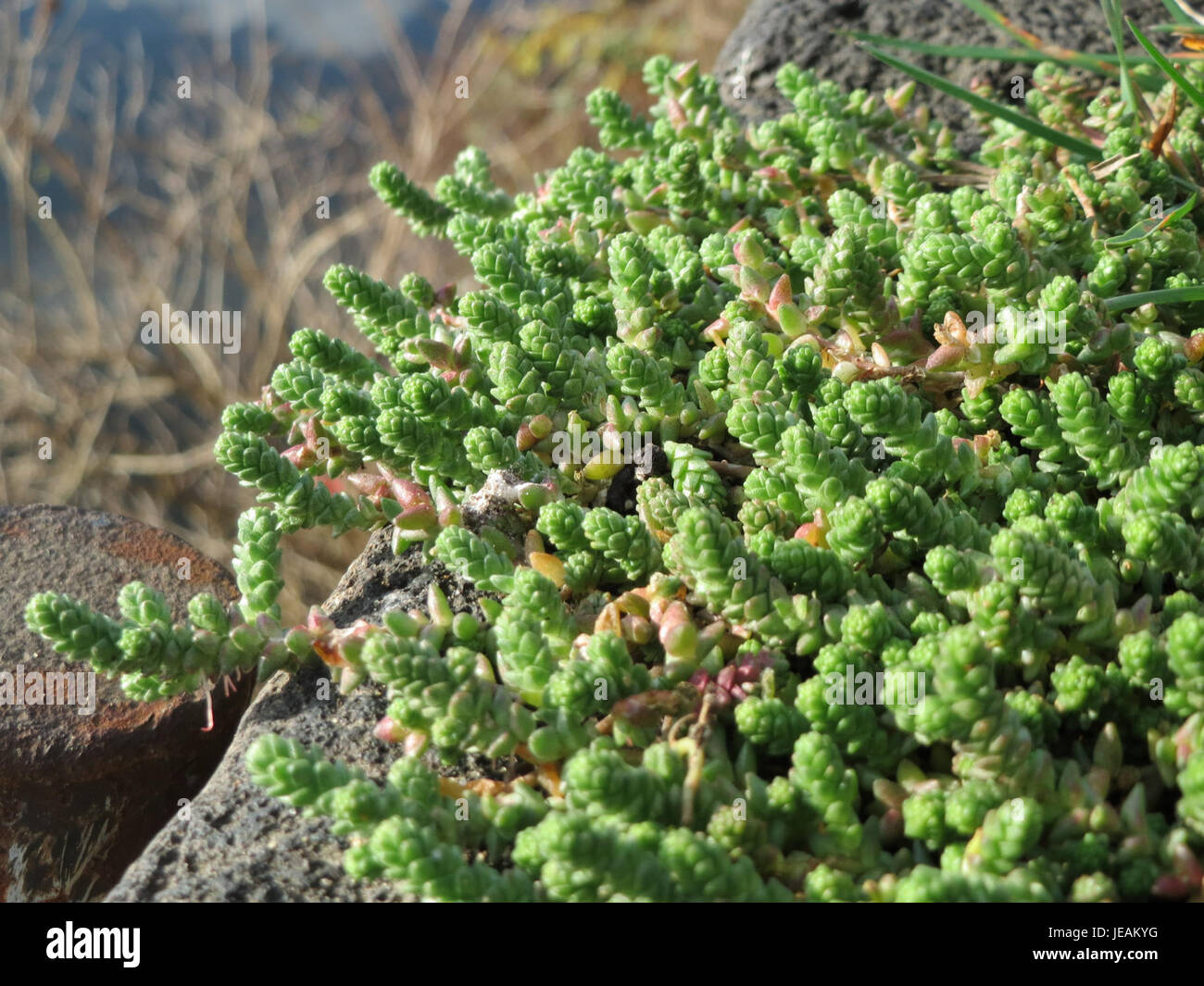 Cette photographie, prise le 7 décembre 2014, met en valeur Sedum acre, communément appelé roche jaune, une plante robuste et succulente trouvée dans des environnements rocheux. Banque D'Images