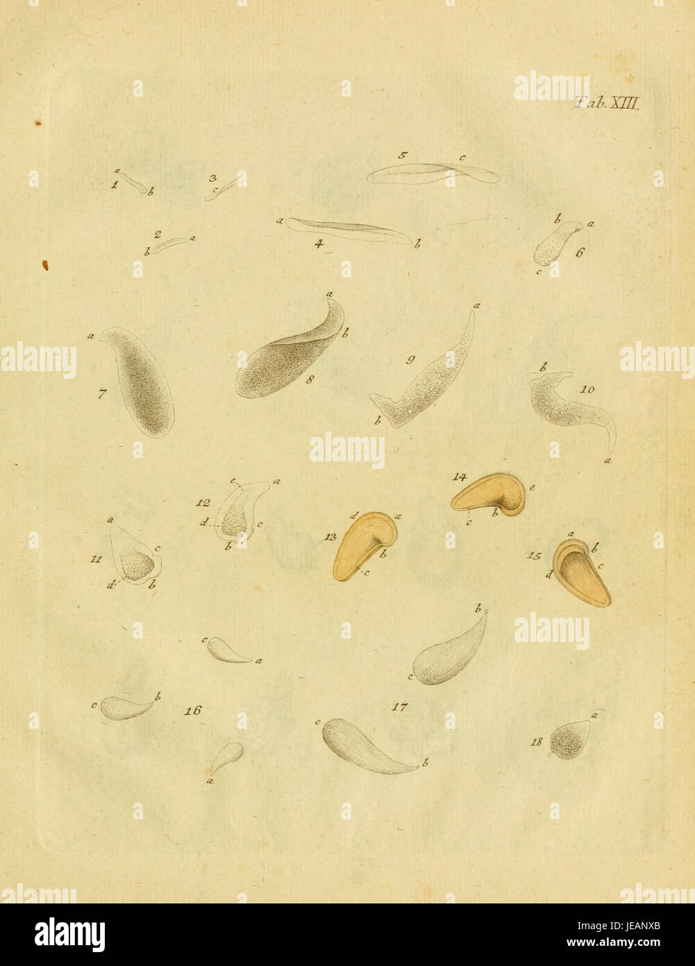 'Animalcula infusoria fluvia tilia et marina' est une illustration scientifique représentant des micro-organismes aquatiques d'eau douce, de tilleuls et d'environnements marins. L'illustration fait partie d'une étude sur la vie microscopique dans diverses sources d'eau. Banque D'Images