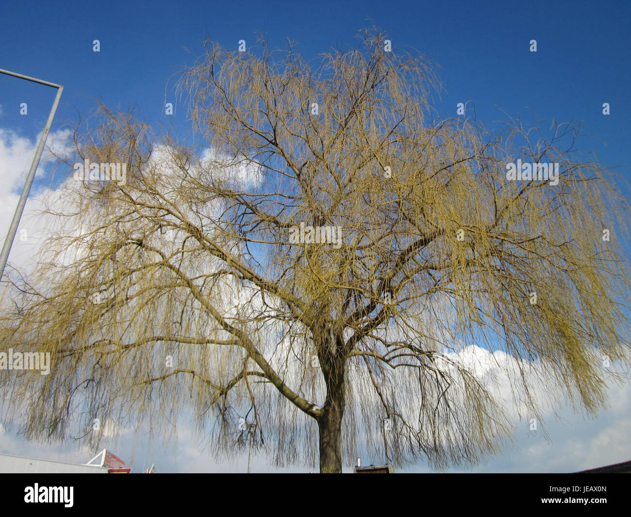 Trauerweide, ou saule pleureur, est un arbre connu pour ses branches en cascade et sa forme distinctive, que l'on trouve couramment à Hockenheim, en Allemagne, souvent planté près de l'eau. Banque D'Images