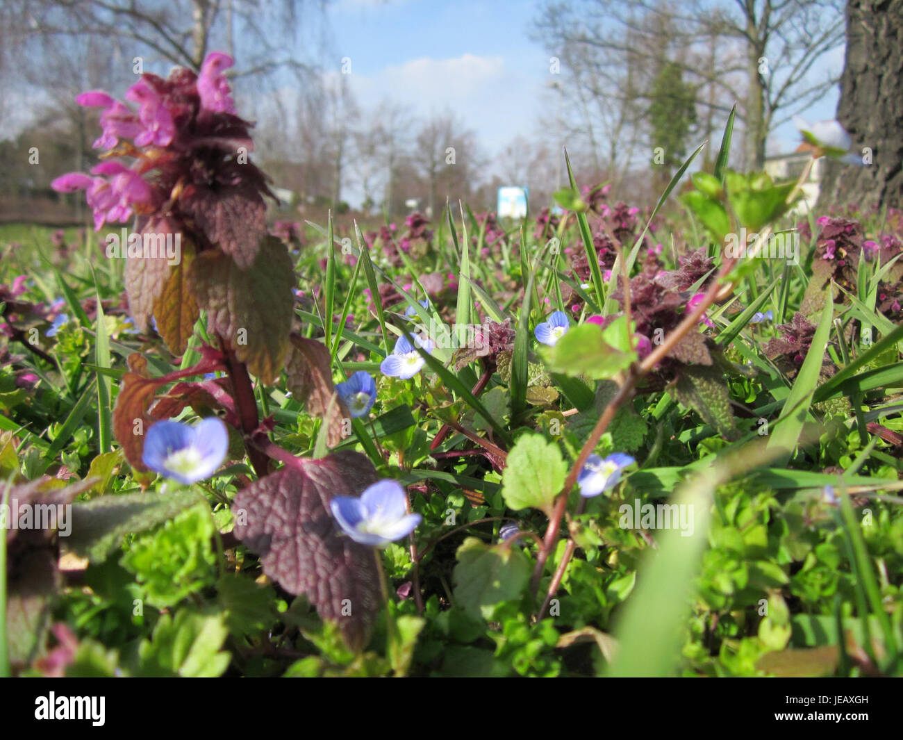 Une photographie prise le 22 mars 2013, montrant le Taubnessel (Lamium purpureum), également connu sous le nom d'ortie morte violette, à Hockenheim, en Allemagne. Cette plante est commune dans les champs européens et a des usages médicinaux. Banque D'Images