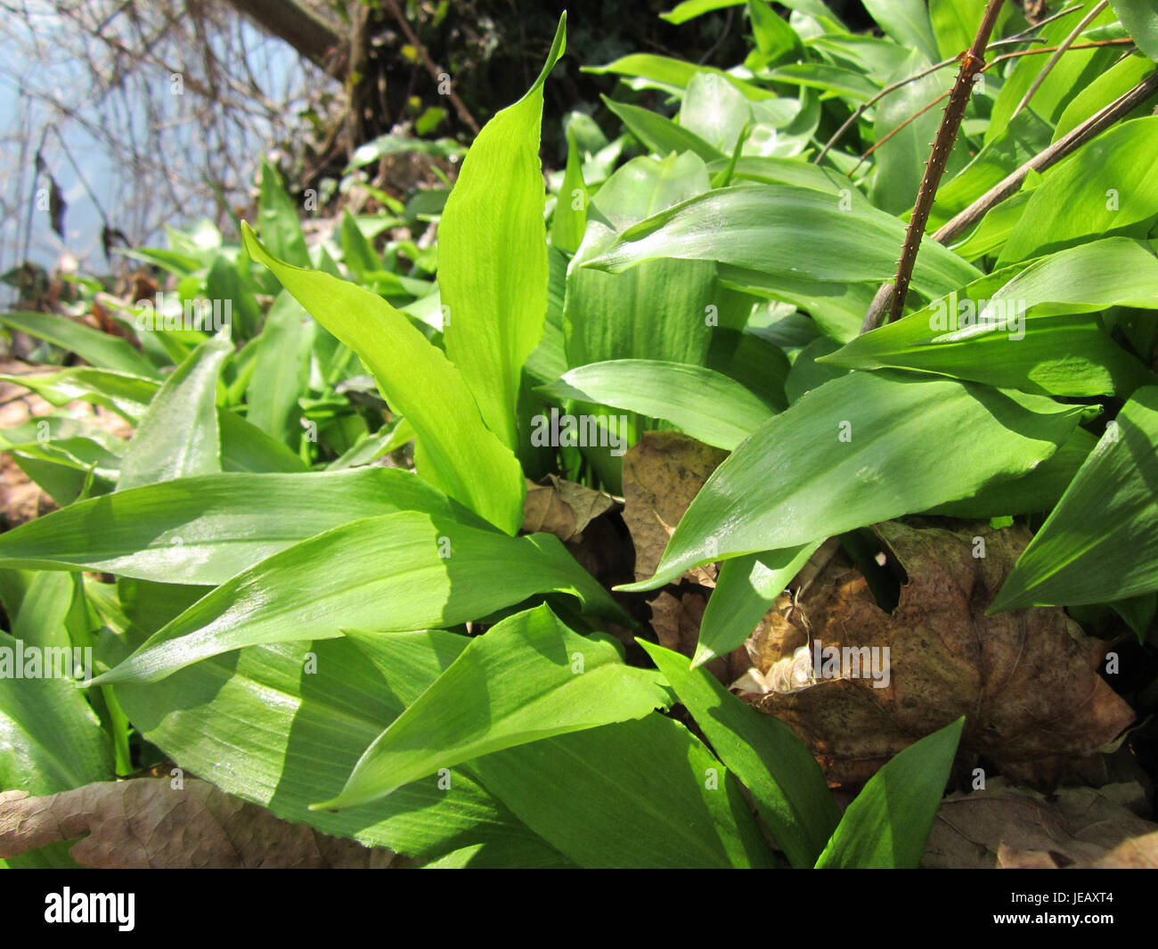 La photographie capture de l'ail sauvage (Allium ursinum), communément appelé ail d'ours, poussant dans les forêts de Saarbrücken, en Allemagne. La plante est connue pour son arôme fort et son utilisation dans des applications culinaires. Banque D'Images