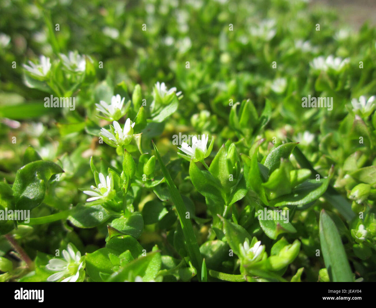 Une photographie de Vogelmiere (Chickweed), trouvée à Hockenheim, montrant ses petites feuilles vertes et ses fleurs blanches, typiques de cette espèce de mauvaise herbe commune dans la région. Banque D'Images