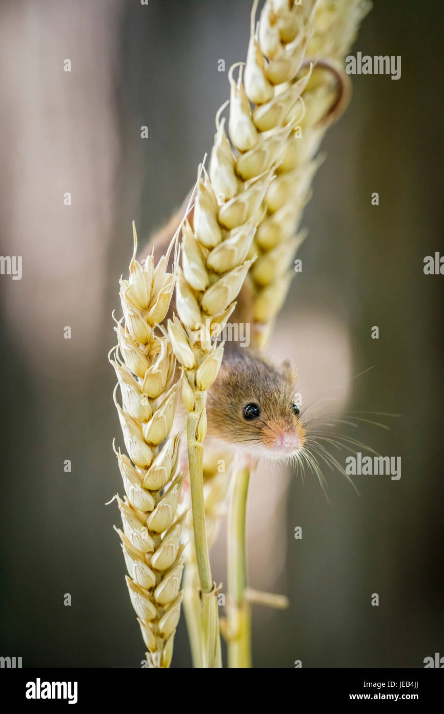 La faune : souris eurasien (Micromys minutus), grimpant sur un épi de blé, British Wildlife Centre, Newchapel, Lingfield, Surrey, UK Banque D'Images
