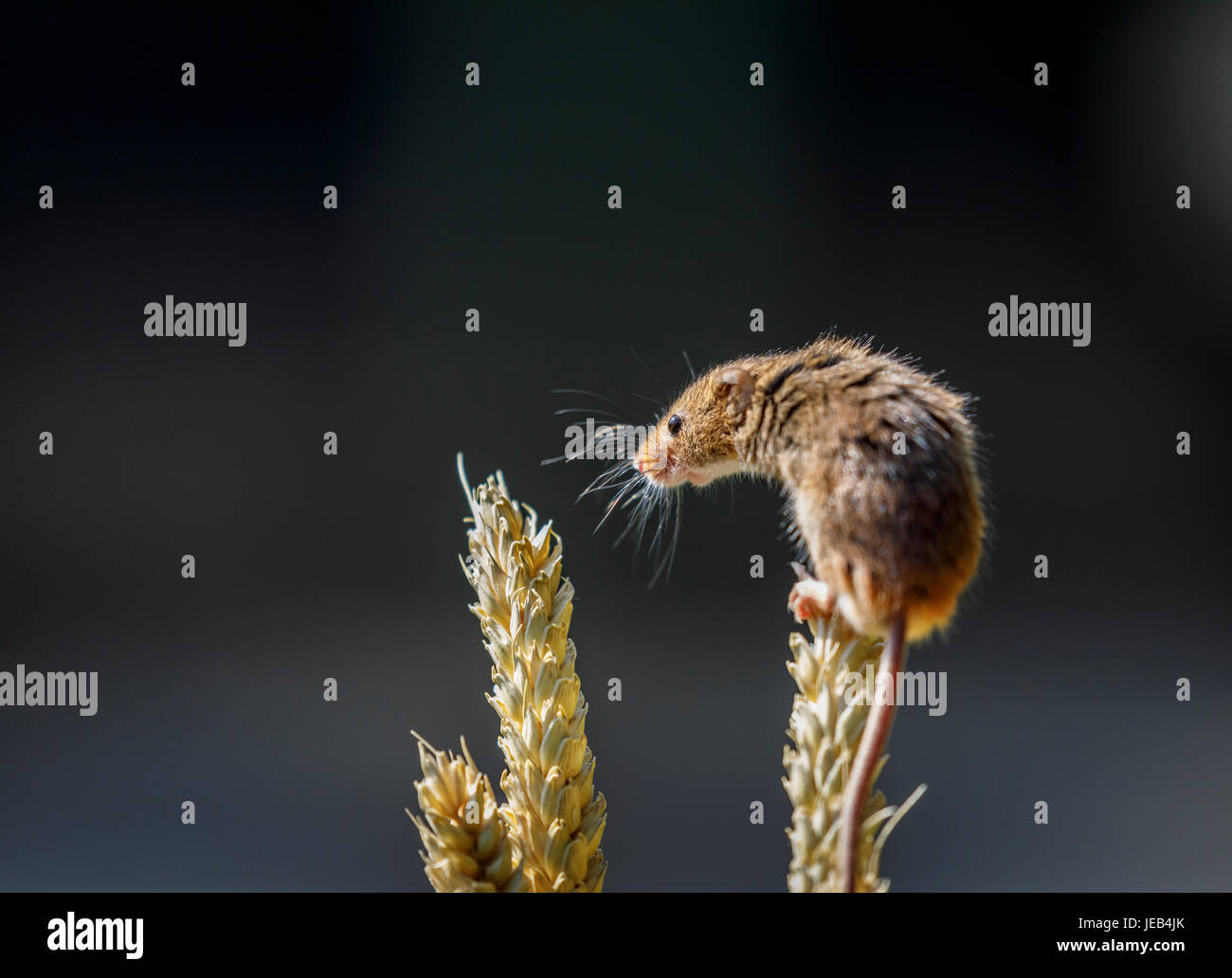 Souris d'Eurasie (Micromys minutus) avec moustaches rétroéclairé de grimper sur un épi de blé, British Wildlife Centre, Newchapel, Lingfield, Surrey, UK Banque D'Images