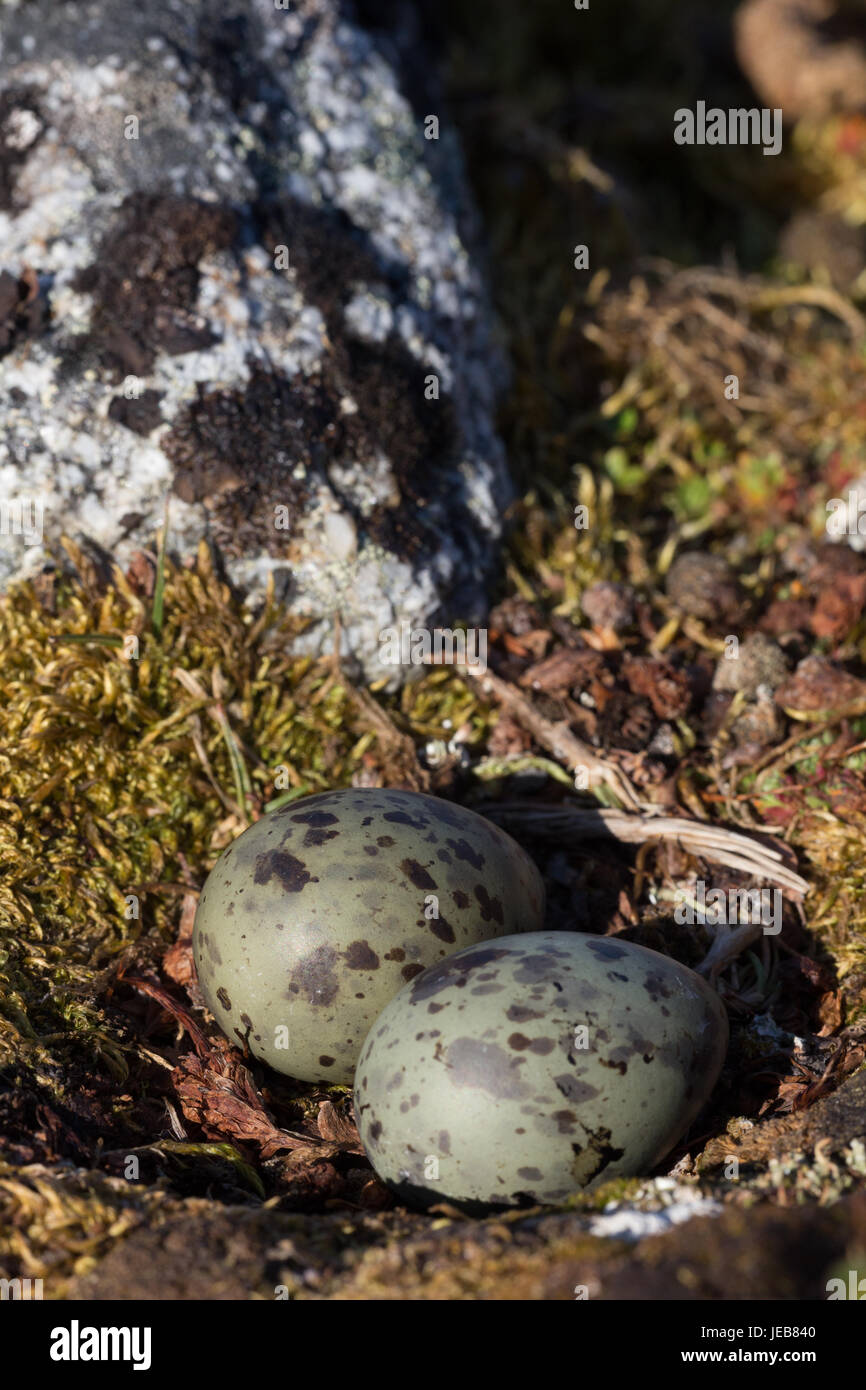 Une paire de vert et brun oeufs tachetés se trouvent dans le petit creux d'un Sterne arctique nichent près de Hamiltonbreen au Spitzberg. Banque D'Images