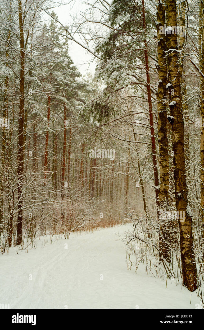 L'hiver en forêt Banque D'Images