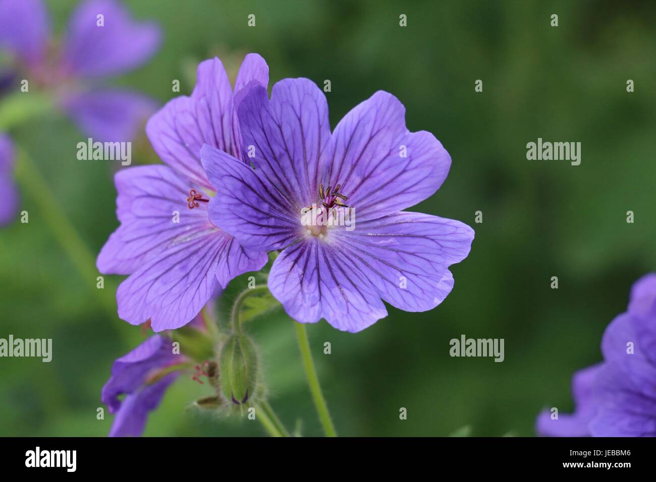 Bleu violet fleurs de géranium de Cranesbill, géranium magnifium, floraison en été sur un fond vert naturel. Banque D'Images