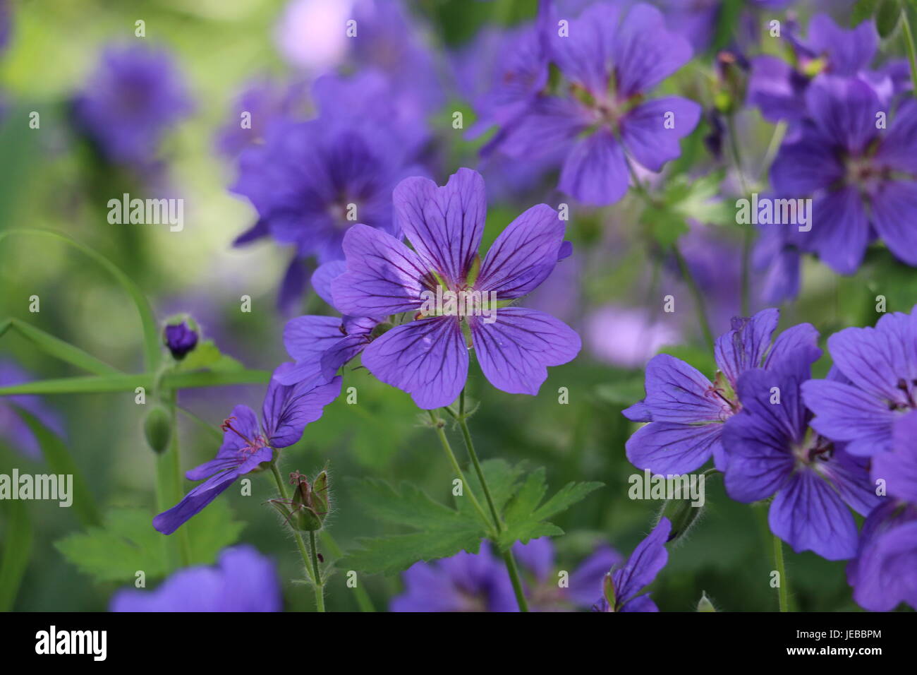 Bleu violet fleurs de géranium de Cranesbill, géranium magnifium, floraison en été sur un fond vert naturel. Banque D'Images