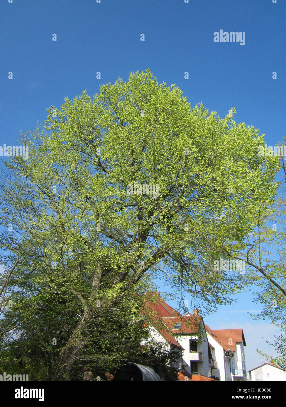 Photographie d'un arbre Ulme sur la Karlsruherstrasse à Hockenheim, prise le 23 avril 2013. L'image montre la forme distinctive de l'arbre et la grande canopée. Banque D'Images