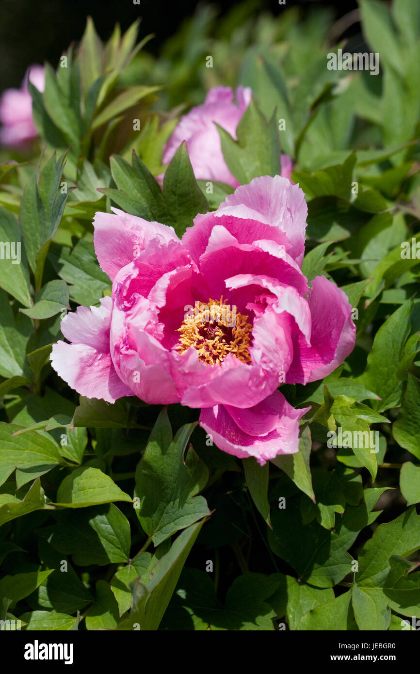 Paeonia suffruticosa 'Yin Fen Jin Ling' fleurit au printemps. Banque D'Images