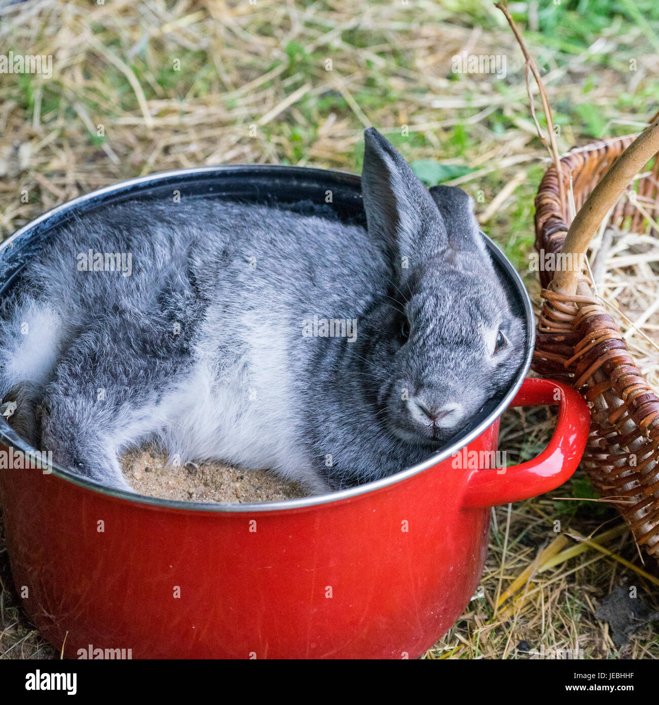 Un lapin gris dans un pot rouge Banque D'Images