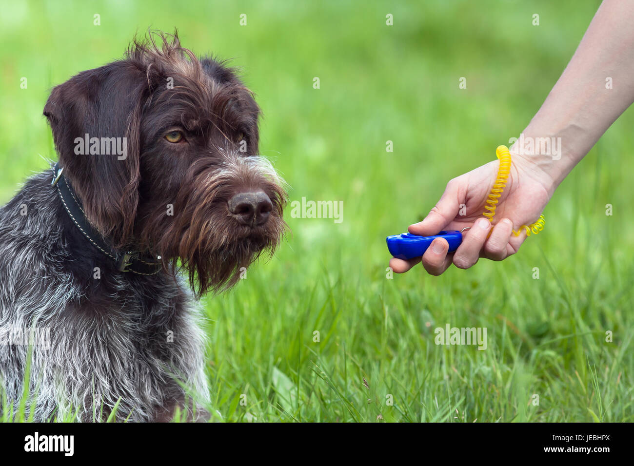 Main de femme jeune chien formation clicker sur le livre vert de l'arrière-plan d'été Banque D'Images