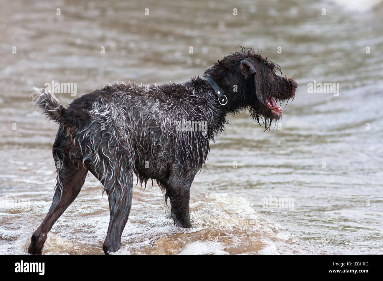 Chien de chasse humide braque allemand sur la rivière Banque D'Images