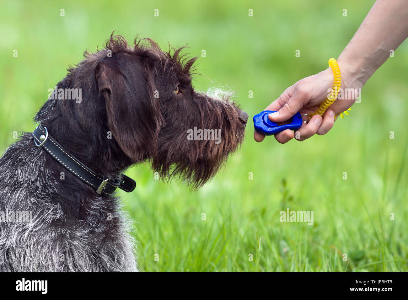 La formation de jeunes chiens avec clicker sur l'arrière-plan d'été vert Banque D'Images