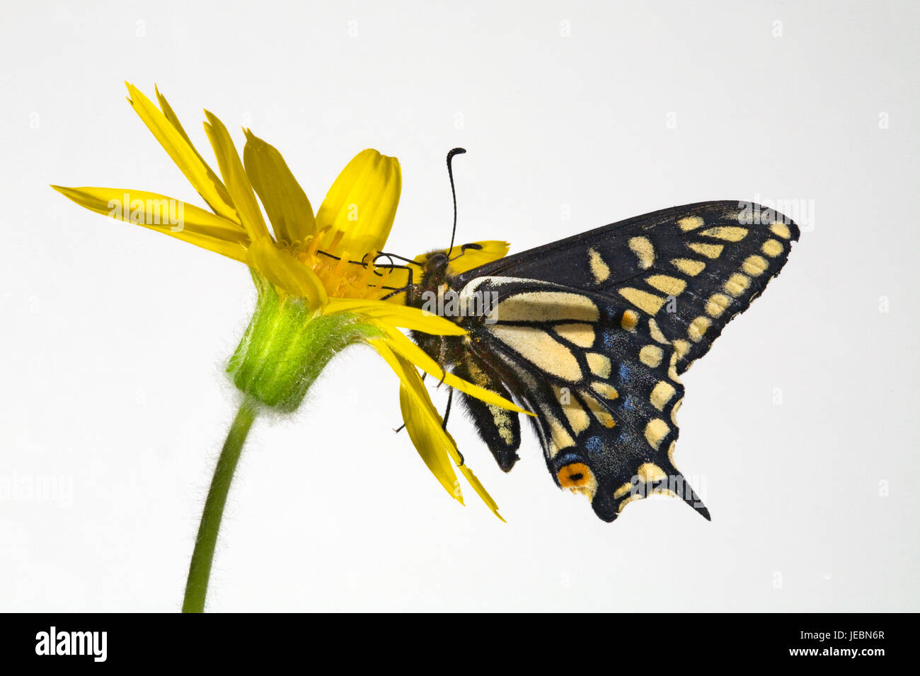 L'Anise swallowtail butterfly, également connu sous le nom de zelicaon, ou de l'ouest, swallowtail en sirotant un nectar de fleurs sauvages à feuilles deltoïdes, dans la montagne Ochoco Banque D'Images