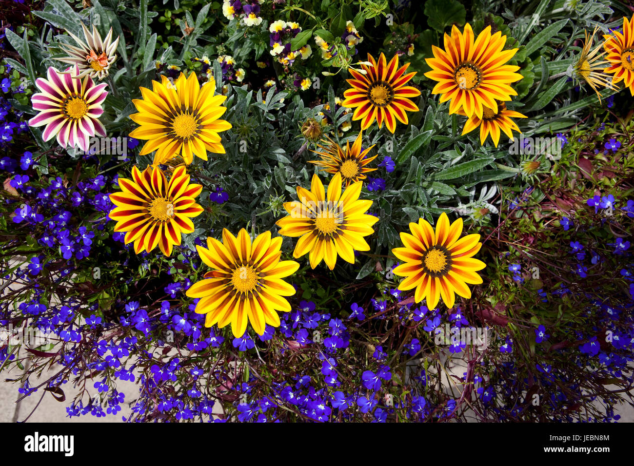 Image en arrière-plan de gazania jaune vif avec des fleurs plantes lobelia en été Banque D'Images