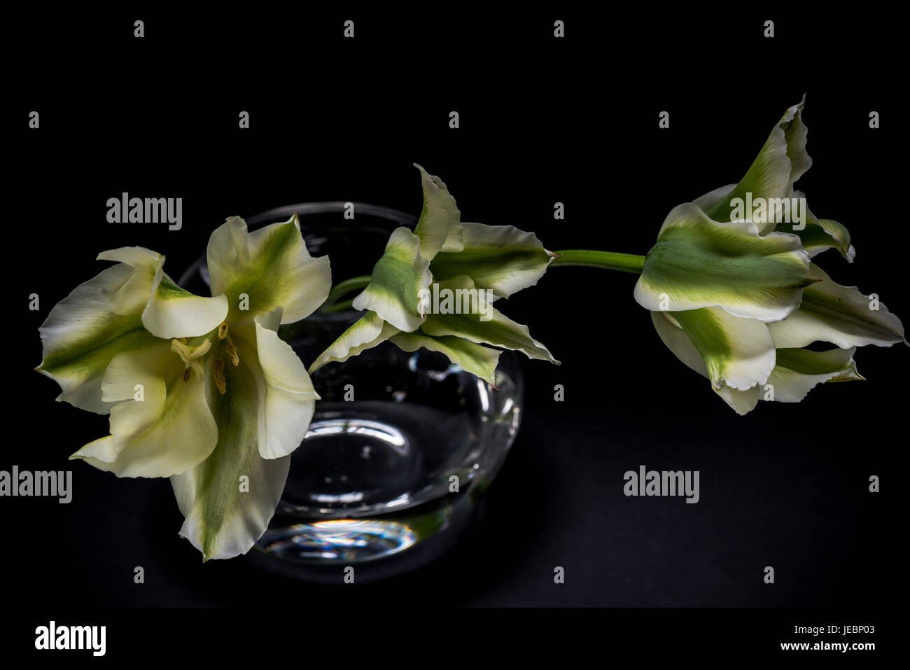Tulipes dans un vase- still life sur fond noir Banque D'Images