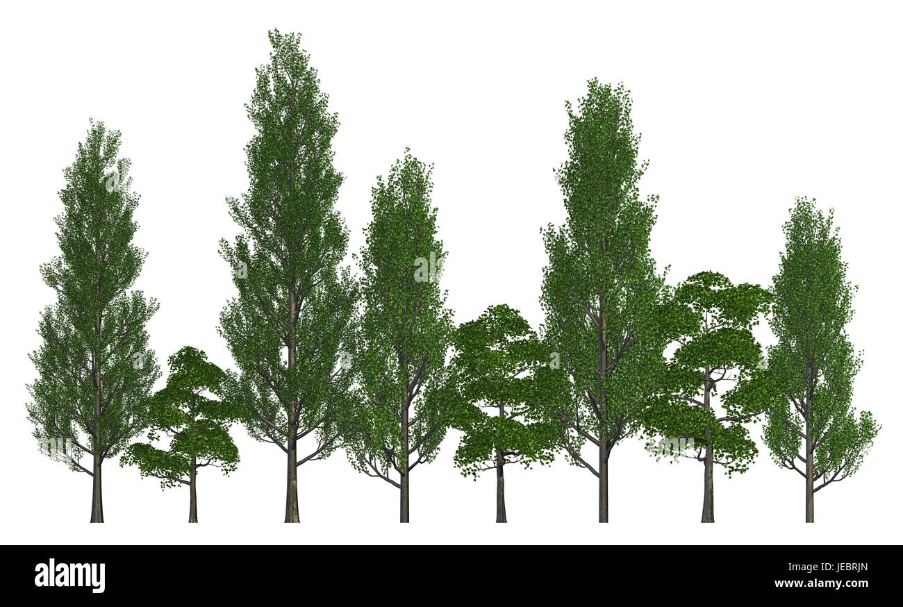 Illustration 3D arbres dans une rangée isolé sur blanc. Banque D'Images