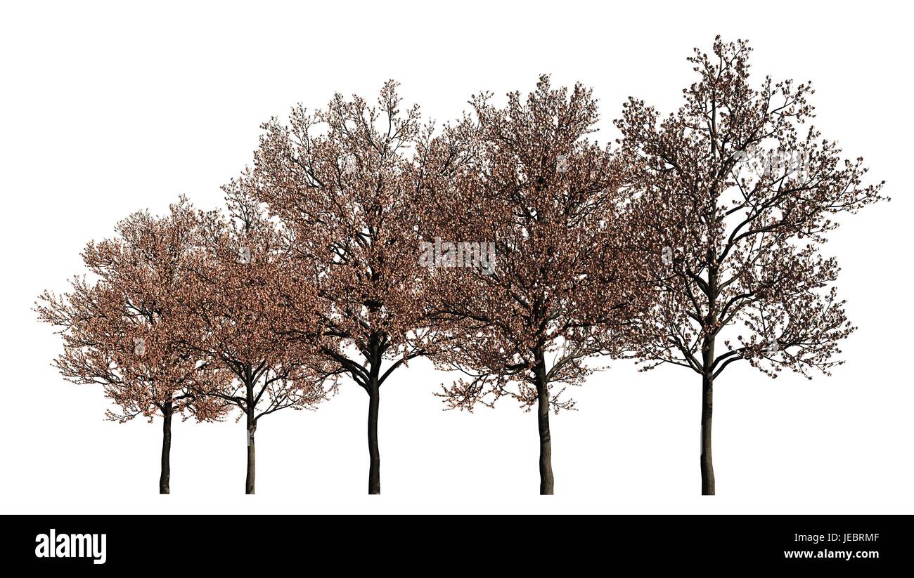Illustration 3D arbres dans une rangée isolé sur blanc. Banque D'Images