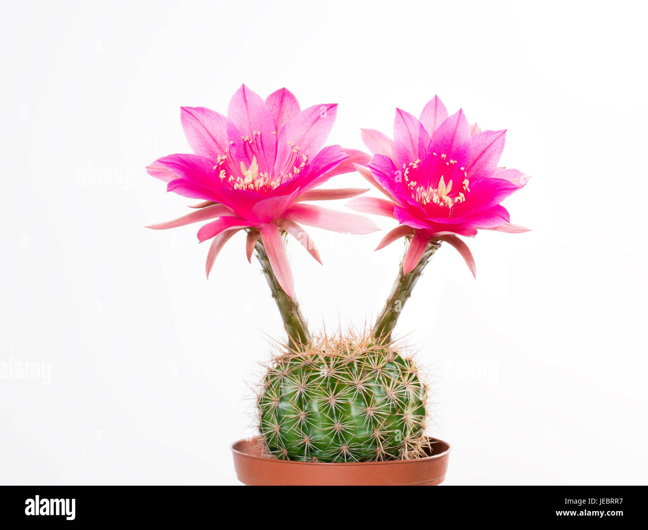 Cactus Echinopsis Kermesina avec ouverture des deux fleurs rose contre fond  blanc, isol Photo Stock - Alamy