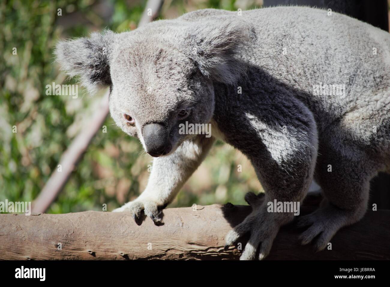 Déménagement à propos de koala au Zoo de San Diego Banque D'Images