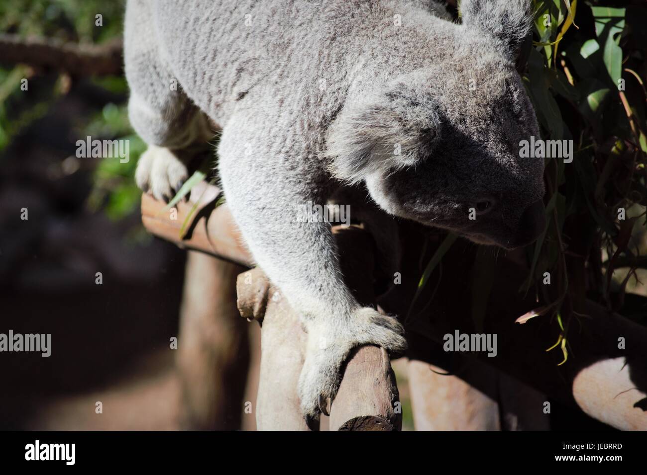 Déménagement à propos de koala au Zoo de San Diego Banque D'Images